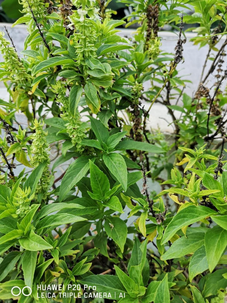 Nioumachoua Moheli Vanilla Lodge מראה חיצוני תמונה